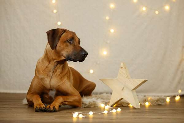 Rhodesian Ridgeback-Beitrag-Bild