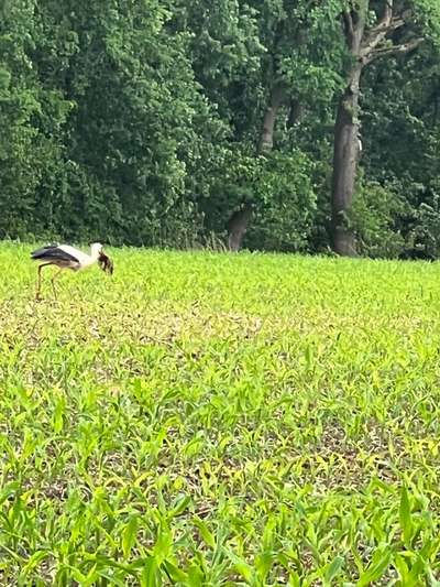 Rhodesian Ridgeback-Beitrag-Bild