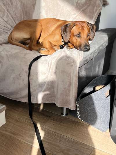 Rhodesian Ridgeback-Beitrag-Bild