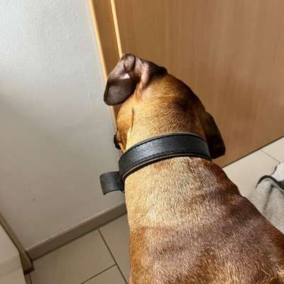 Rhodesian Ridgeback-Beitrag-Bild