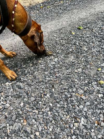 Rhodesian Ridgeback-Beitrag-Bild