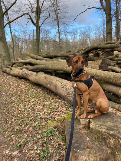Rhodesian Ridgeback-Beitrag-Bild