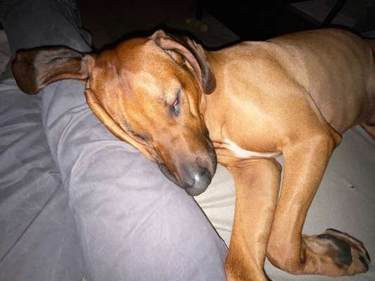 Rhodesian Ridgeback-Beitrag-Bild