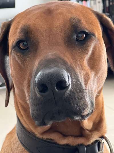 Rhodesian Ridgeback-Beitrag-Bild