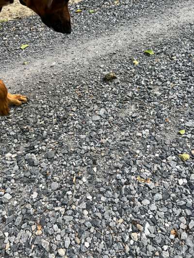 Rhodesian Ridgeback-Beitrag-Bild