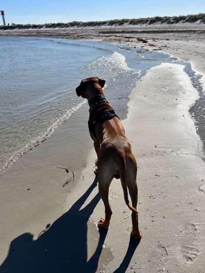 Rhodesian Ridgeback-Beitrag-Bild