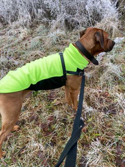 Rhodesian Ridgeback-Beitrag-Bild
