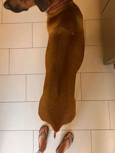 Rhodesian Ridgeback-Beitrag-Bild