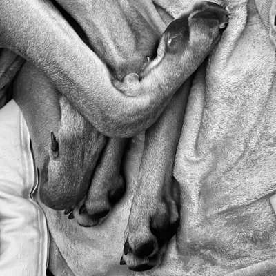 Rhodesian Ridgeback-Beitrag-Bild