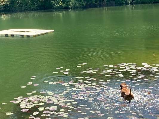 Rhodesian Ridgeback-Beitrag-Bild