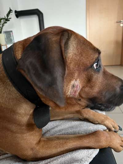 Rhodesian Ridgeback-Beitrag-Bild