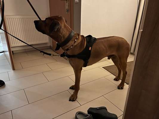 Rhodesian Ridgeback-Beitrag-Bild