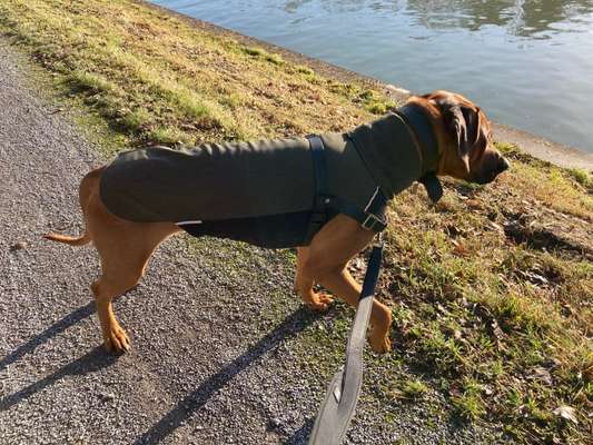Rhodesian Ridgeback-Beitrag-Bild