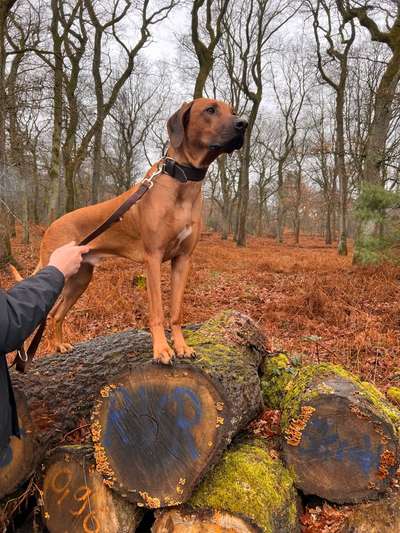 Rhodesian Ridgeback-Beitrag-Bild