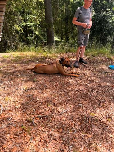 Rhodesian Ridgeback-Beitrag-Bild