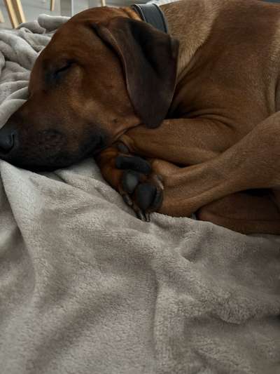 Rhodesian Ridgeback-Beitrag-Bild