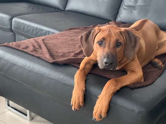 Rhodesian Ridgeback-Beitrag-Bild
