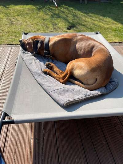 Rhodesian Ridgeback-Beitrag-Bild