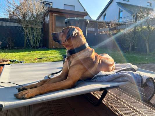 Rhodesian Ridgeback-Beitrag-Bild