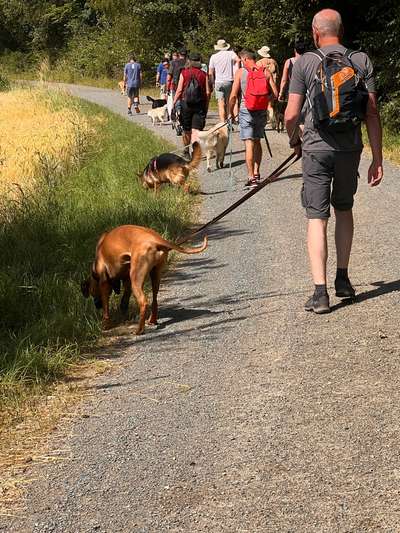 Rhodesian Ridgeback-Beitrag-Bild