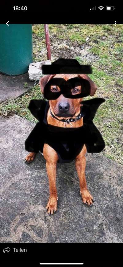 Rhodesian Ridgeback-Beitrag-Bild