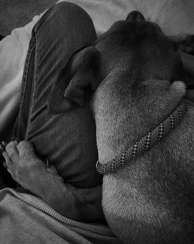 Rhodesian Ridgeback-Beitrag-Bild