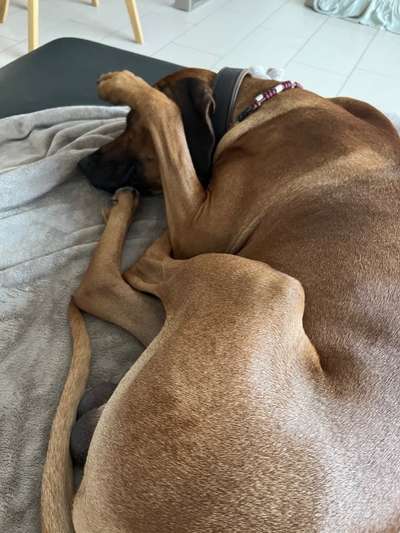 Rhodesian Ridgeback-Beitrag-Bild