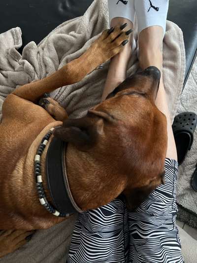 Rhodesian Ridgeback-Beitrag-Bild