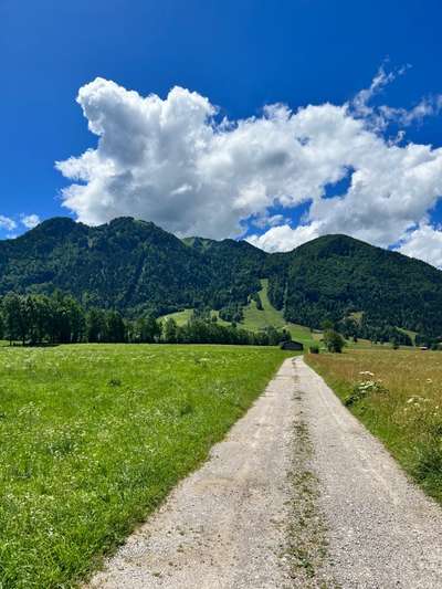 Rhodesian Ridgeback-Beitrag-Bild
