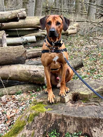 Rhodesian Ridgeback-Beitrag-Bild
