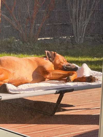 Rhodesian Ridgeback-Beitrag-Bild