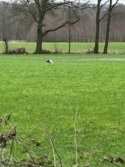 Rhodesian Ridgeback-Beitrag-Bild