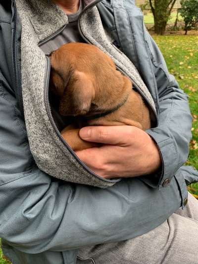 Rhodesian Ridgeback-Beitrag-Bild