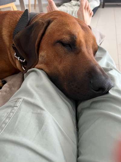 Rhodesian Ridgeback-Beitrag-Bild