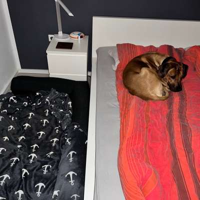 Rhodesian Ridgeback-Beitrag-Bild