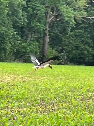 Rhodesian Ridgeback-Beitrag-Bild