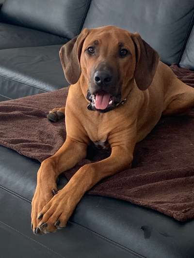Rhodesian Ridgeback-Beitrag-Bild