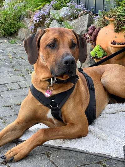 Rhodesian Ridgeback-Beitrag-Bild