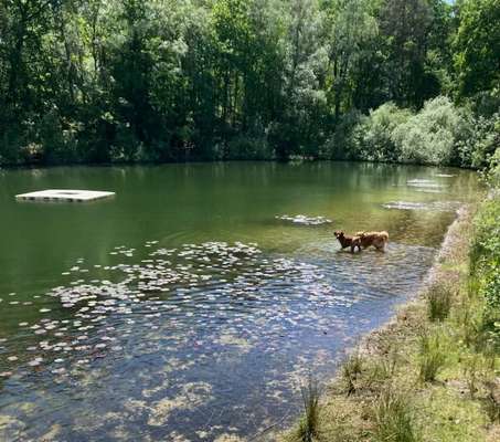 Rhodesian Ridgeback-Beitrag-Bild
