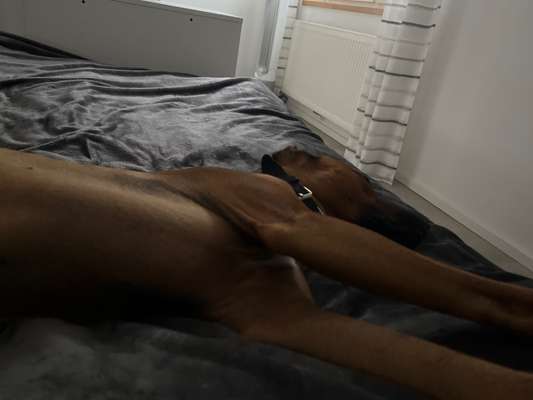Rhodesian Ridgeback-Beitrag-Bild