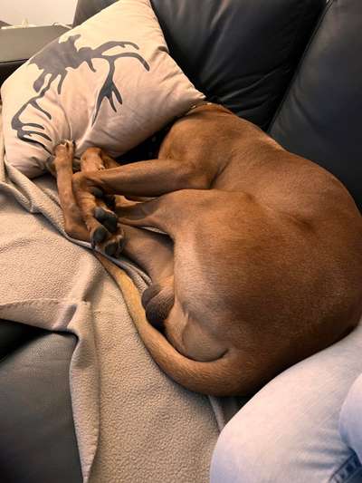 Rhodesian Ridgeback-Beitrag-Bild