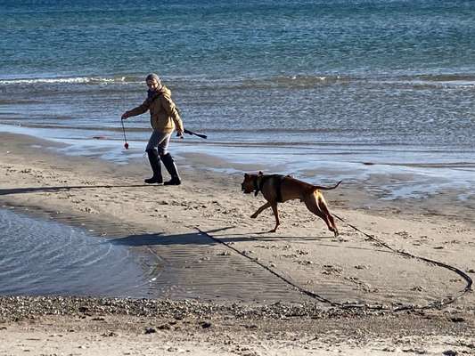Rhodesian Ridgeback-Beitrag-Bild