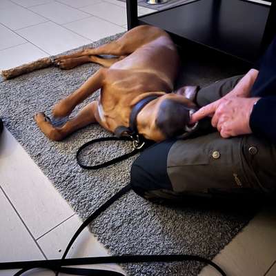 Rhodesian Ridgeback-Beitrag-Bild