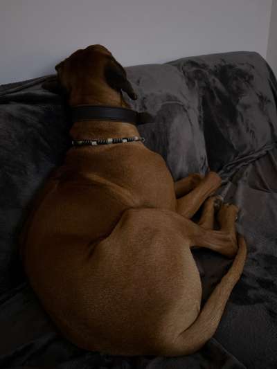 Rhodesian Ridgeback-Beitrag-Bild