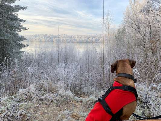 Rhodesian Ridgeback-Beitrag-Bild