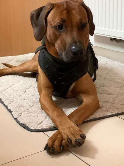 Rhodesian Ridgeback-Beitrag-Bild