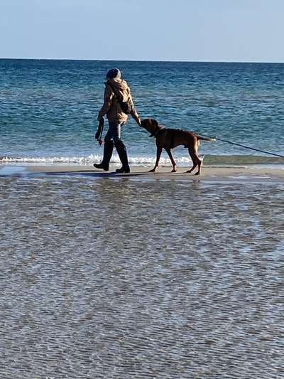 Rhodesian Ridgeback-Beitrag-Bild