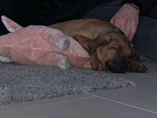 Rhodesian Ridgeback-Beitrag-Bild