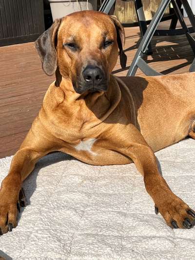 Rhodesian Ridgeback-Beitrag-Bild