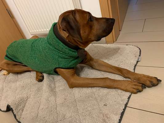 Rhodesian Ridgeback-Beitrag-Bild